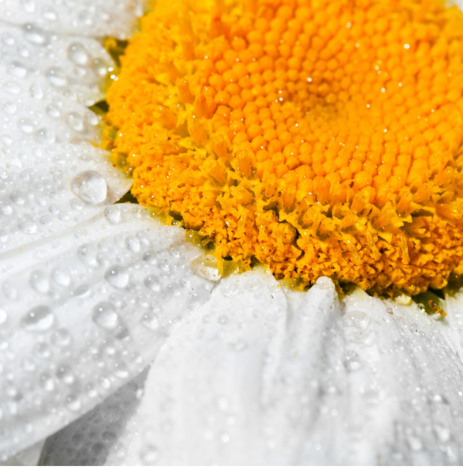 Chamomile Flower Water