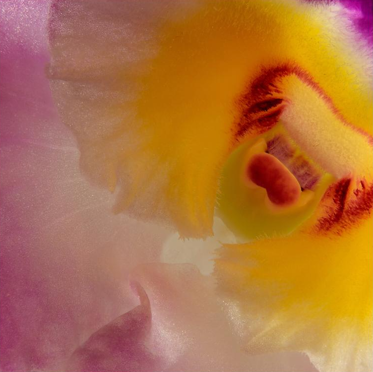 Dendrobium Officinale Extract