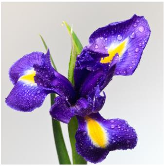 Iris Florentina Root Extract