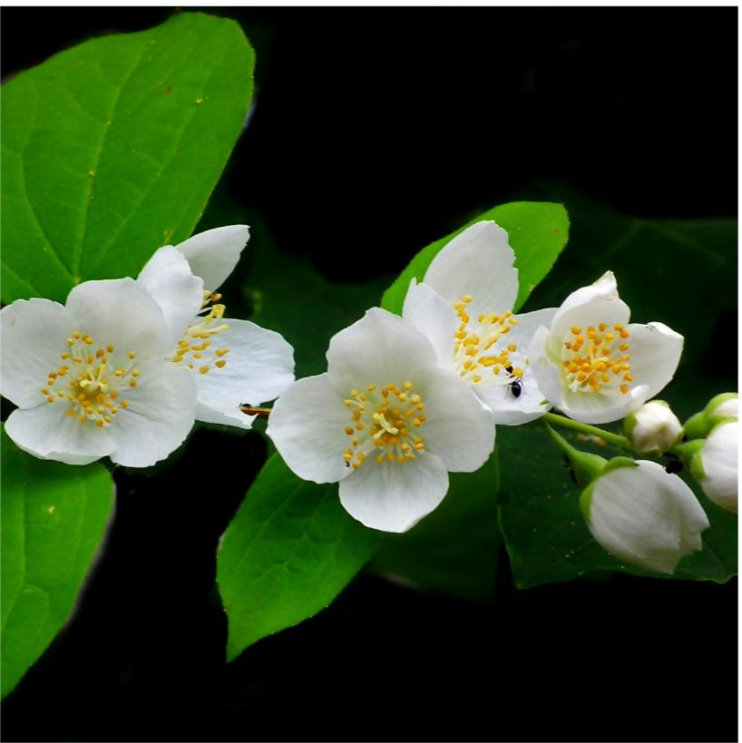 Jasmine Flower Oil